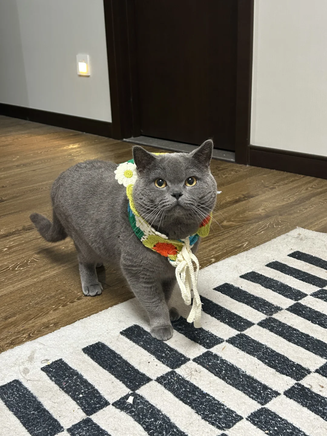 有没有那种一看就很好欺负的猫🐱