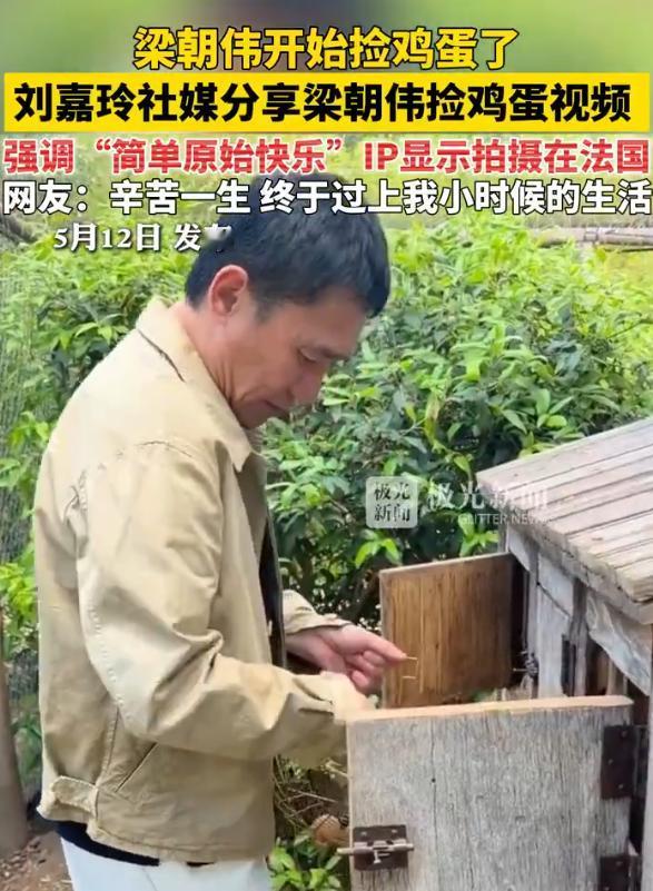 5月12日，刘嘉玲晒出梁朝伟徒手捡鸡蛋视频。影帝放下光环，提着篮子、轻开鸡笼，小