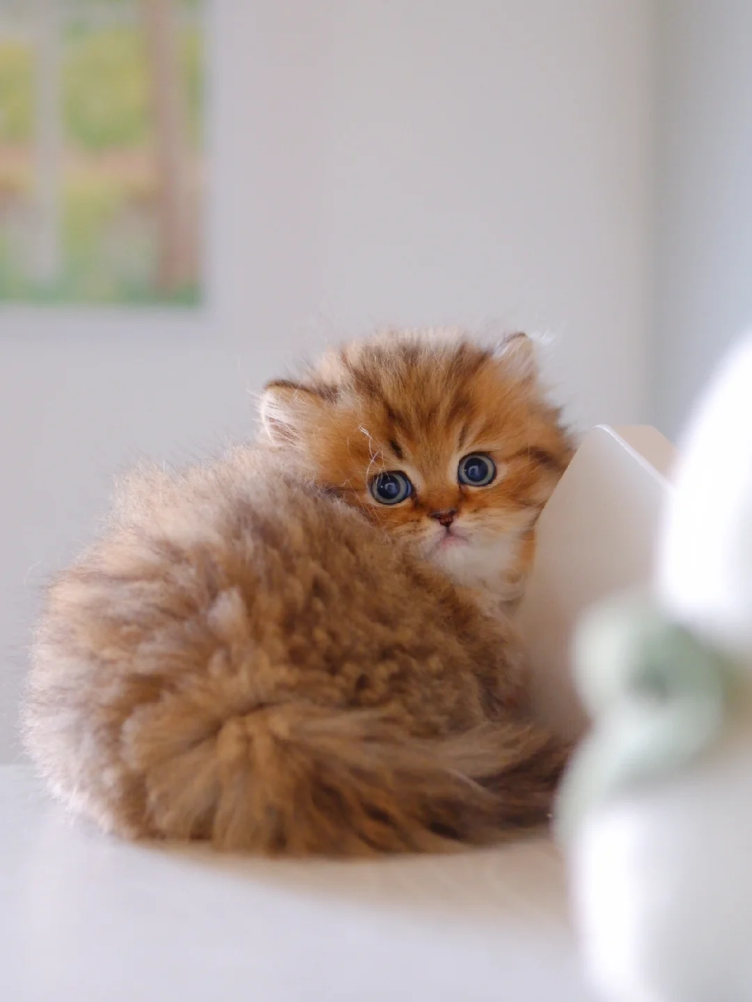 你也喜欢虎皮面包吗 金虎斑米努特矮脚猫