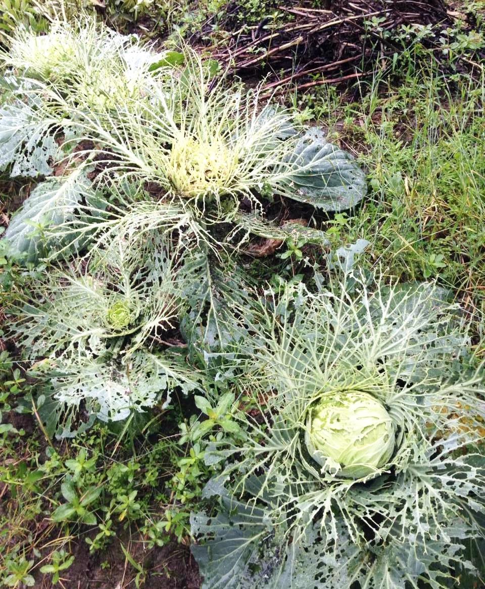 都说包菜打农药多，看来属实！看看这些没打农药的包菜，被虫子啃成啥样了！
看来以后