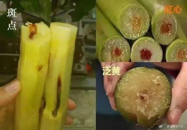 路边的甘蔗汁夏天到了，路边“鲜榨甘蔗汁”的摊点不少。一杯甜滋滋的甘蔗汁，可能才几