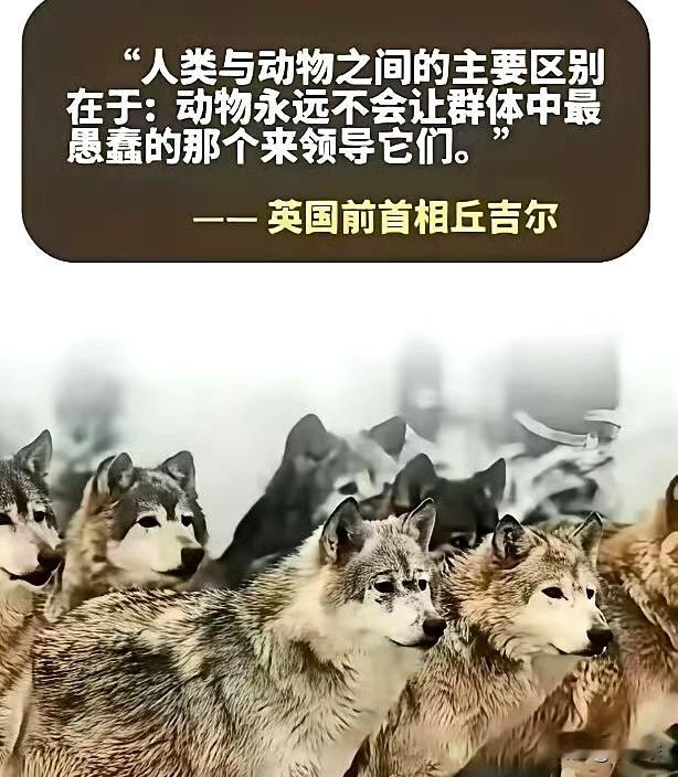 现在的国家太多了，比如乌克兰，美国，英国，日本，德国，欧盟都是蠢不可及[笑哭]西