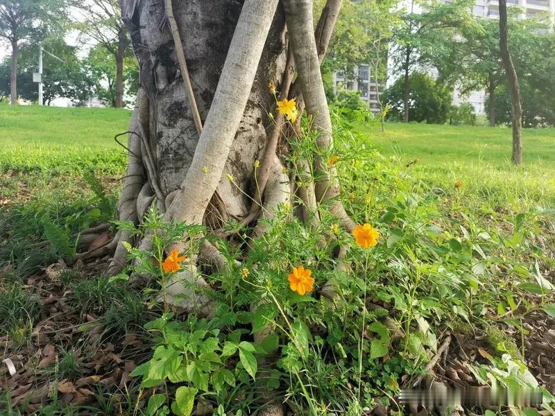看到“树下花草密”这个上联，我脑海里瞬间就有了下联灵感。就对“山间云雾悠”吧。