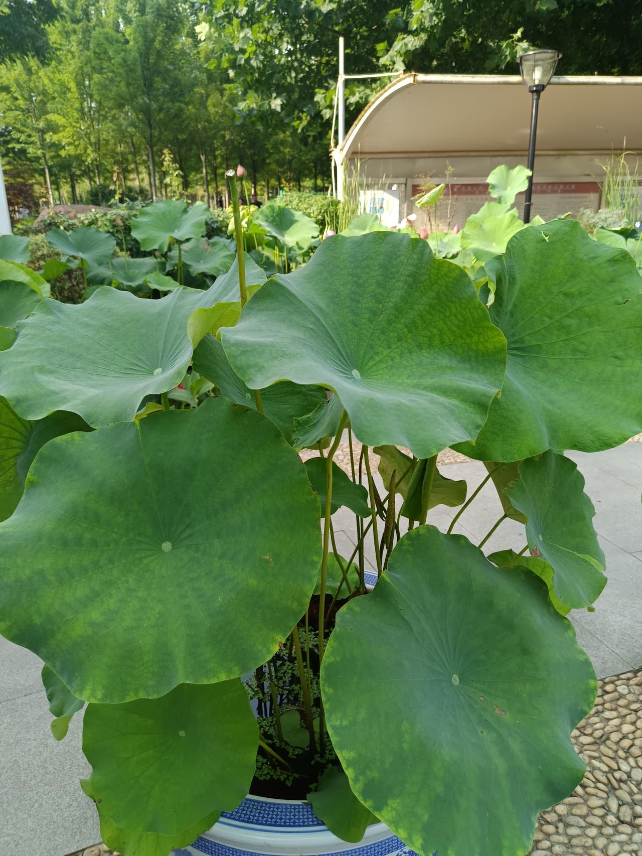 今天7月14号武汉市又是一个艳阳天，台风风波过去了，武汉市人民又恢复了正常生活，