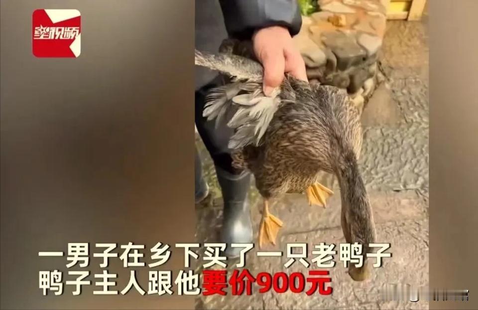 江苏，一男子在乡下看中了一只老鸭。鸭主人向他要价900元，男子并没有讨价还价，而