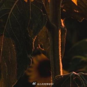 晚安心语 愿你卸下今日所有的疲惫与烦恼，在如水的夜色中被温柔包裹，让宁静的梦洗去