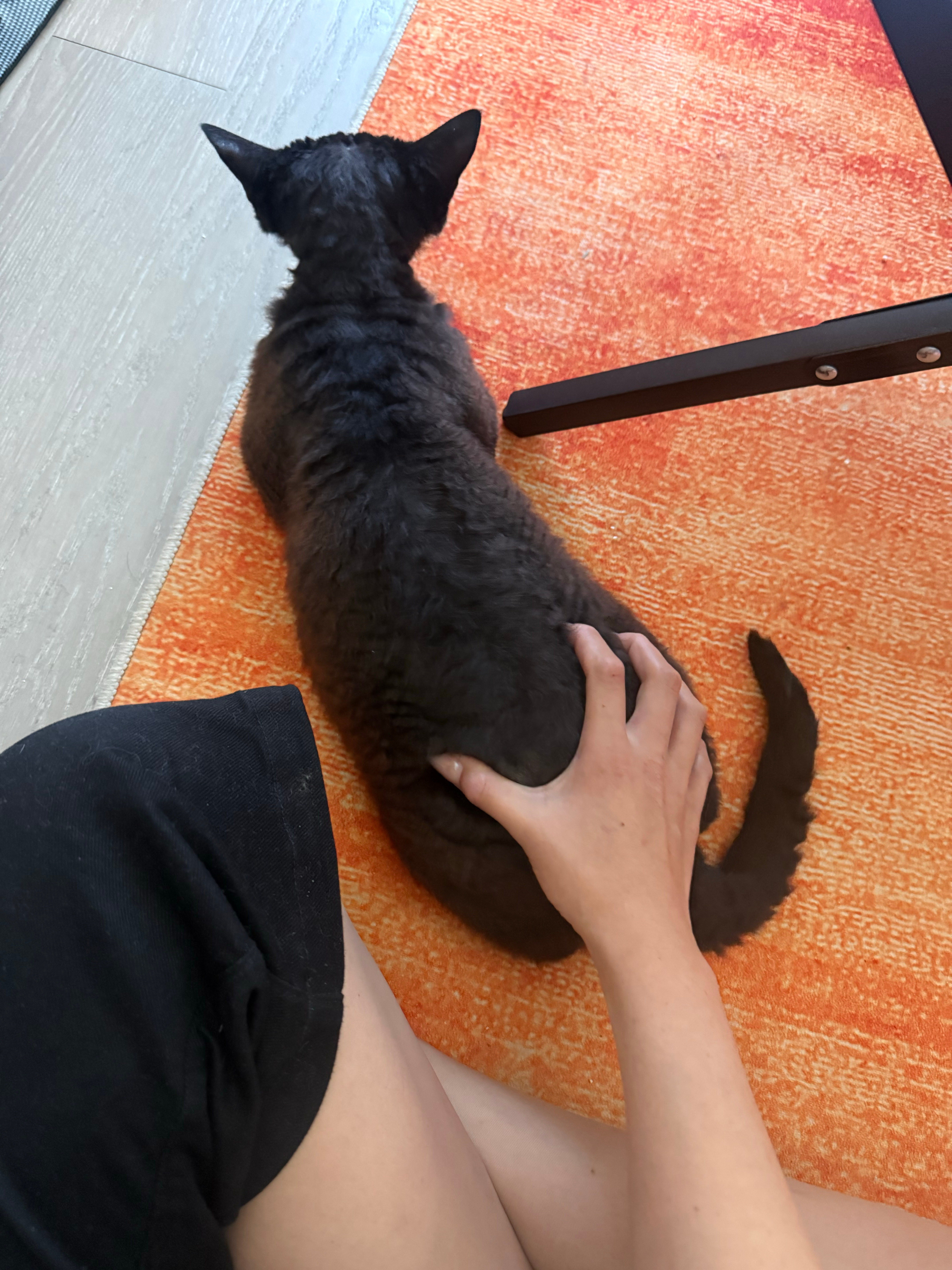 喜欢被拍屁股的小猫