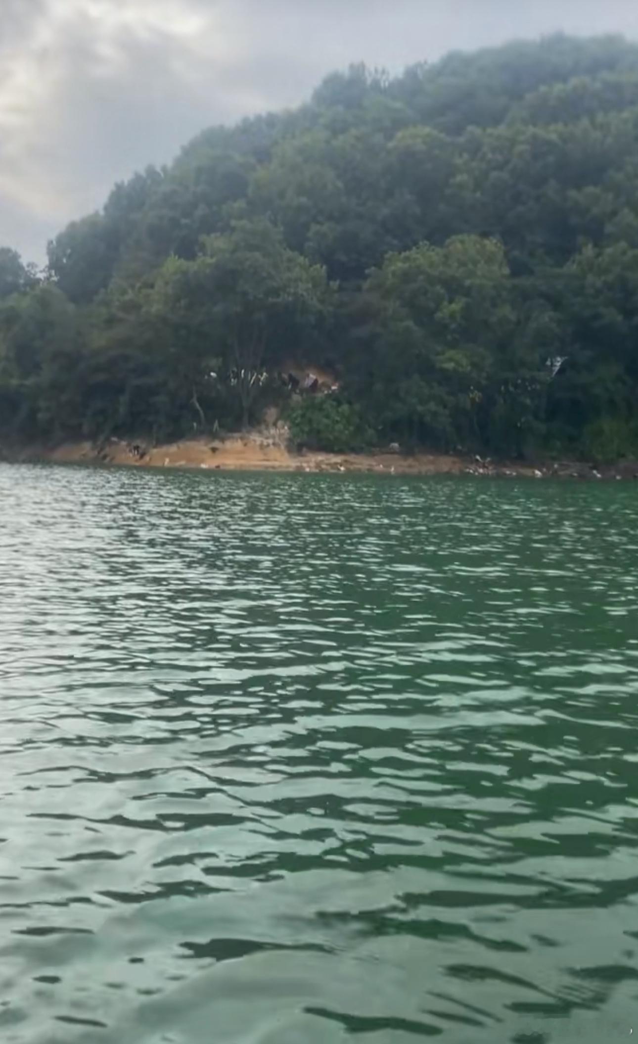 水库附近放生致大量猫咪落水不懂就问，这是放生？还是？ ​​​