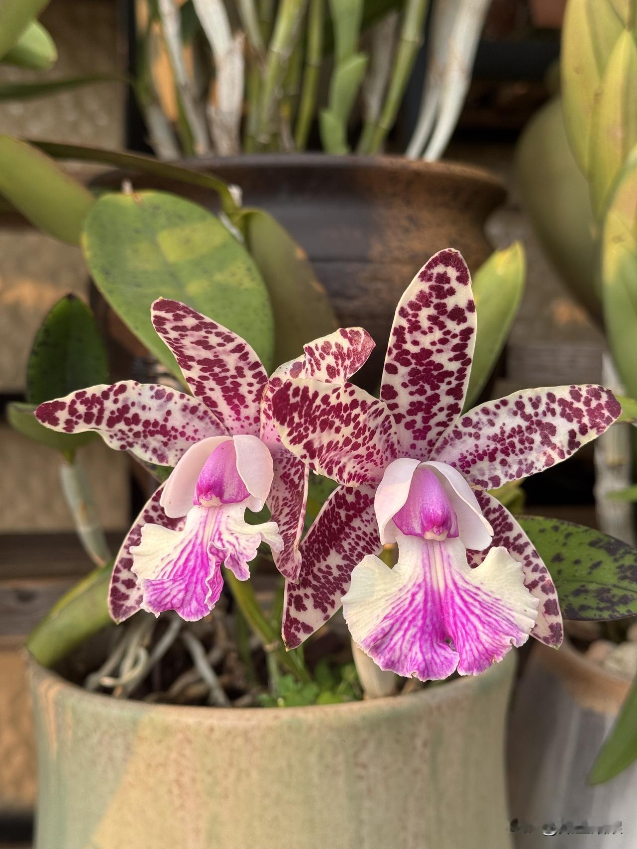 春日里，欣赏美丽多姿的蝴蝶兰简直是一种享受。我家客厅就摆了几盆蝴蝶兰，它们的花朵