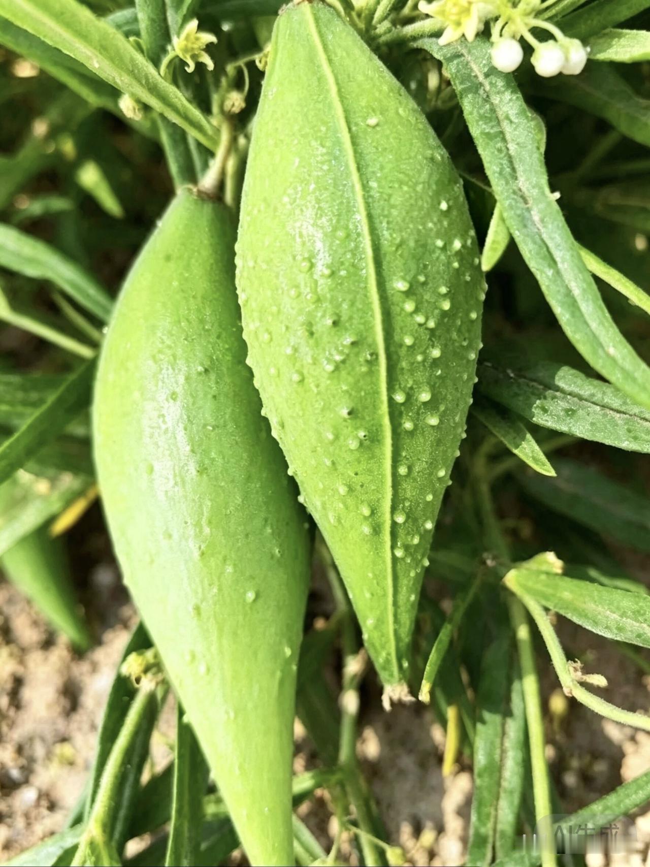 那天去宣化洋河南寨山坡的时候，在路边的沙土地上又看到这种东西，我们家乡叫它“吊把