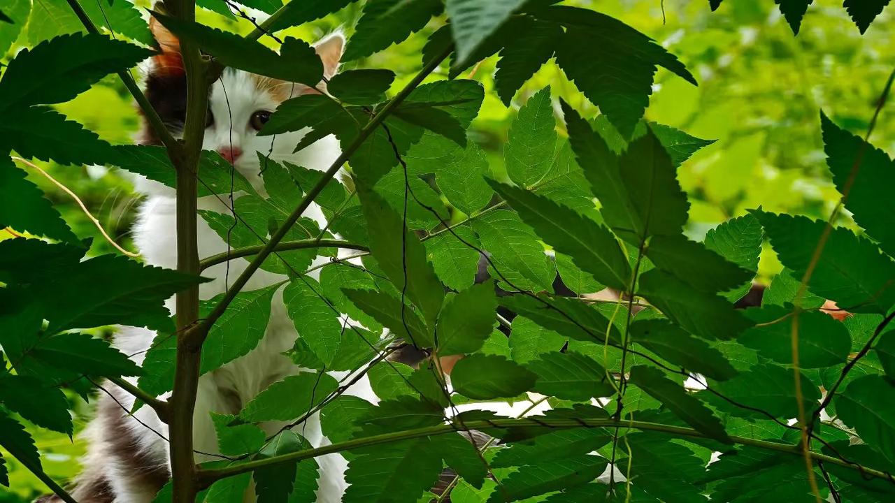 网上很多无偿领猫的，你跟他一再确认他都坚持说无偿，决定不会收你分钱，自己家的猫下