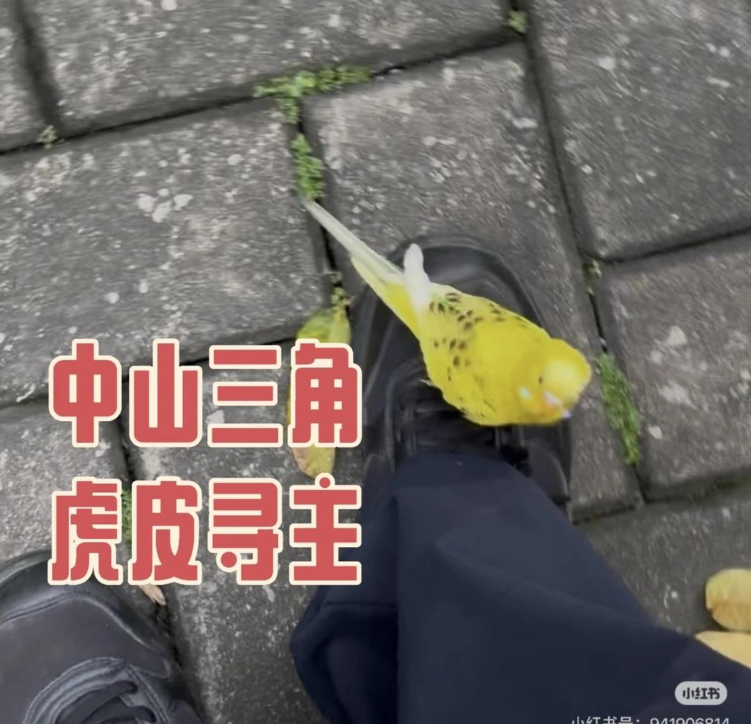 中山三角虎皮寻主❗️❗️❗️
1.捡到地址：广东省中山市三角镇东润华庭小区内
​