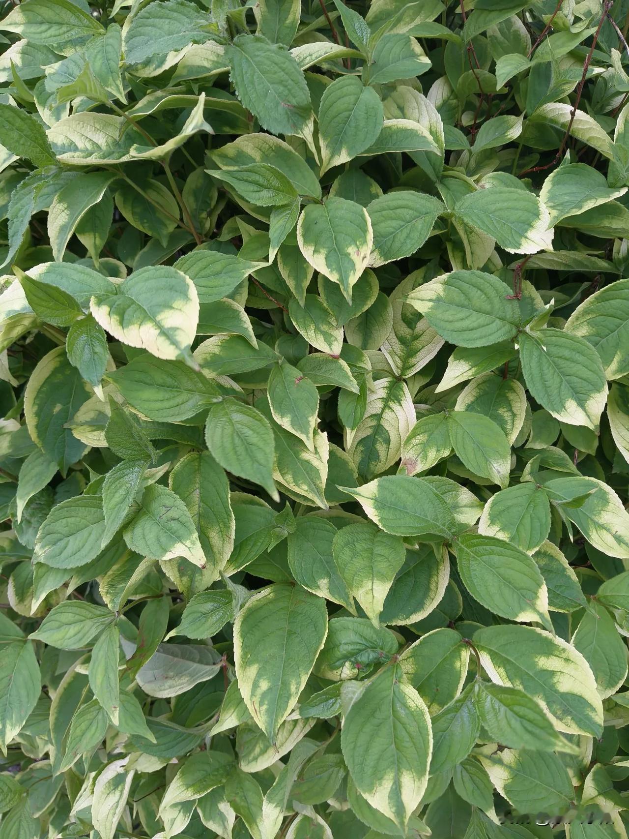 钱不够花啊，收入总数不变的情况下，只能节约开支了。
卸载了手机里所有的购物软件，