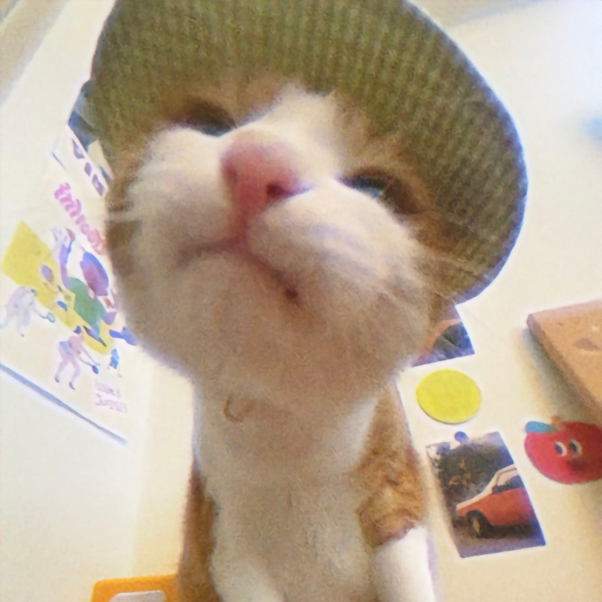 很适合戴帽子的小猫就是我呀！ ​​​