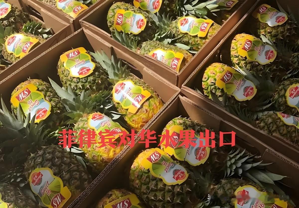 中国对菲律宾水果进口创新高，菠萝成绝对主力！2025年菲律宾对华菠萝出口24.3