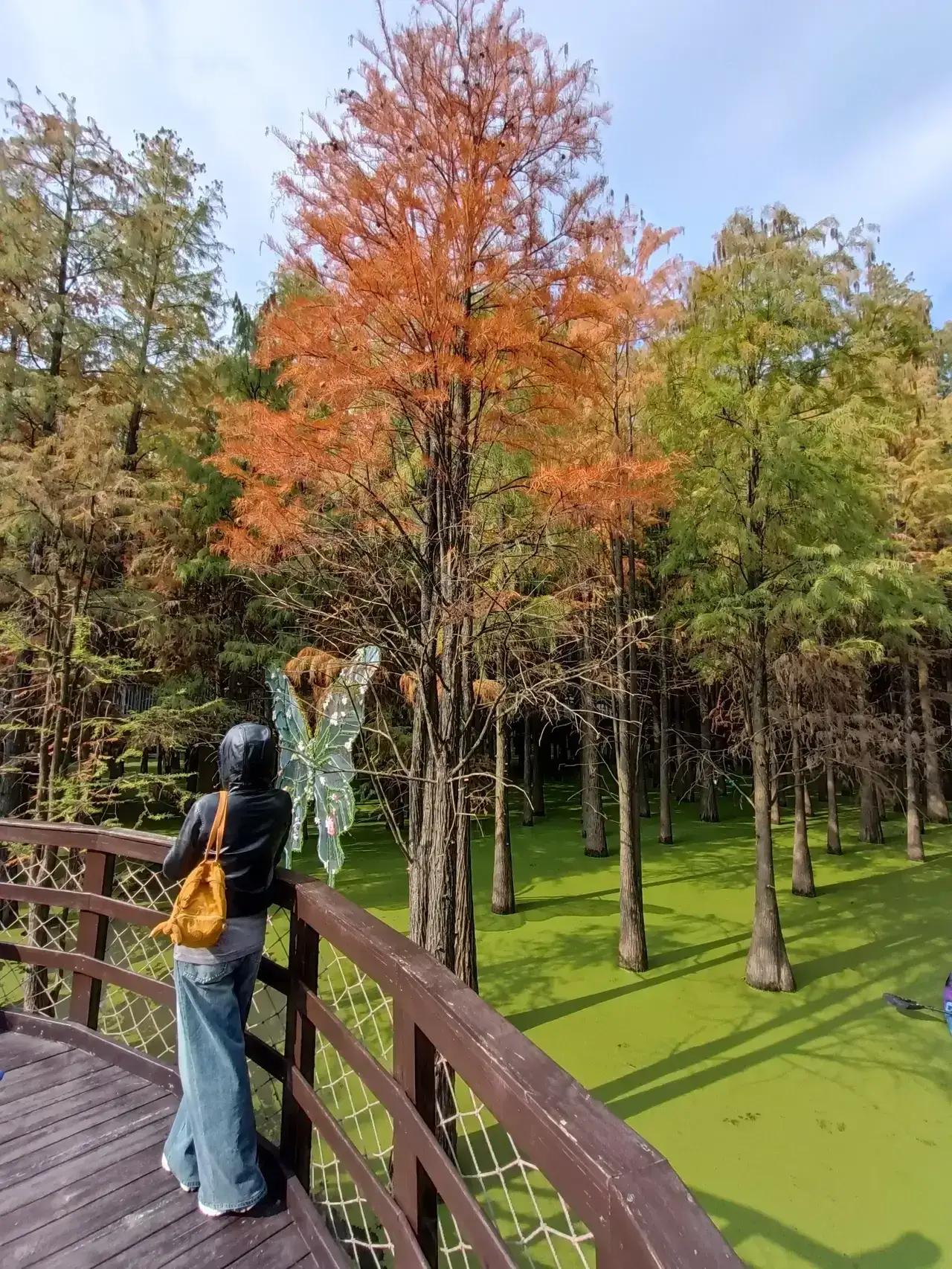 我的今日状态：😁轻松愉快
我这里的天气：☀️晴天

岁月如梭四季更迭，又是一年