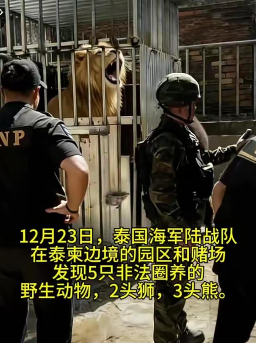 让人心惊胆战！泰国海军陆战队进入一家柬埔寨赌场，空无一人的赌场深处，竟然发现了大