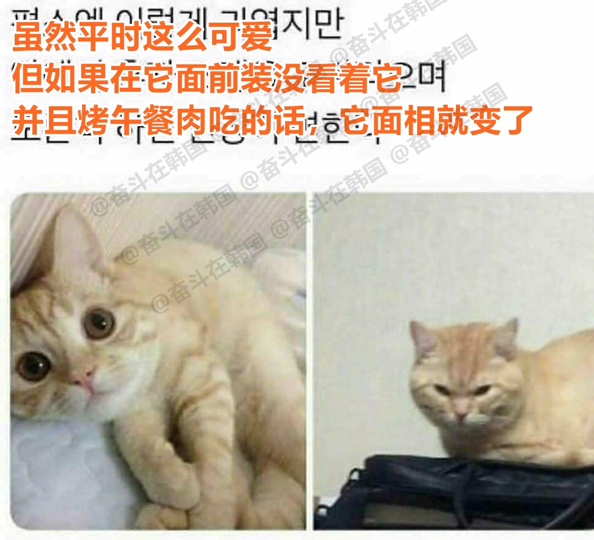 当小猫发现你吃独食时 