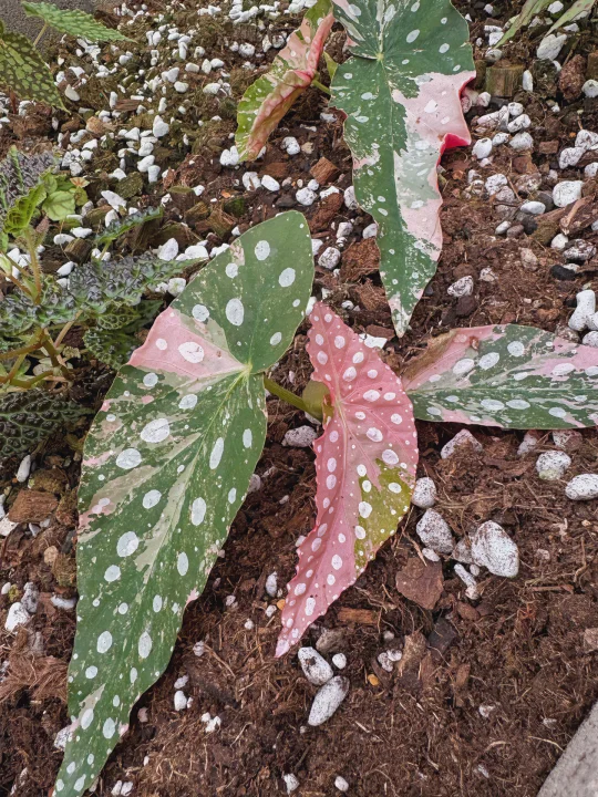 空气中弥漫着粉色泡泡