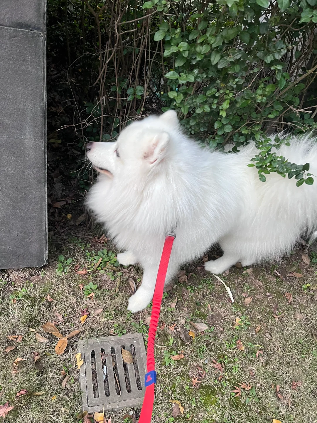 出门遛遛狗🐶