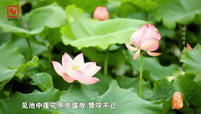 春晚荷花花神是周敦颐还是西施门楣之上一池荷塘，半部风骨，半部倾城，《贺花神》荷花