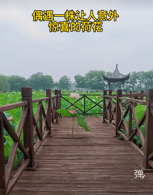 这株莲是安全使者的化身，桥中破个洞，生怕游人不慎掉下去，化做一株莲守在洞口![祈