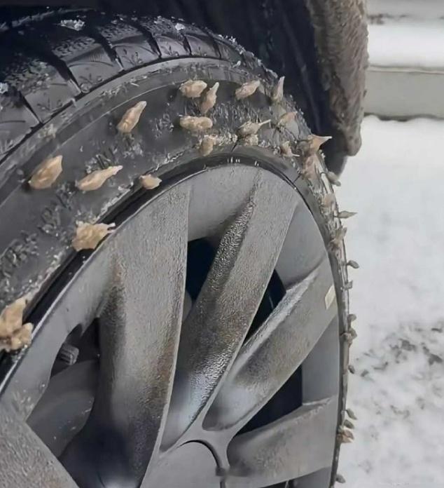一场雪过后，轮胎上好像发芽了，有人能解释一下这是什么情况吗？ [思考] 
