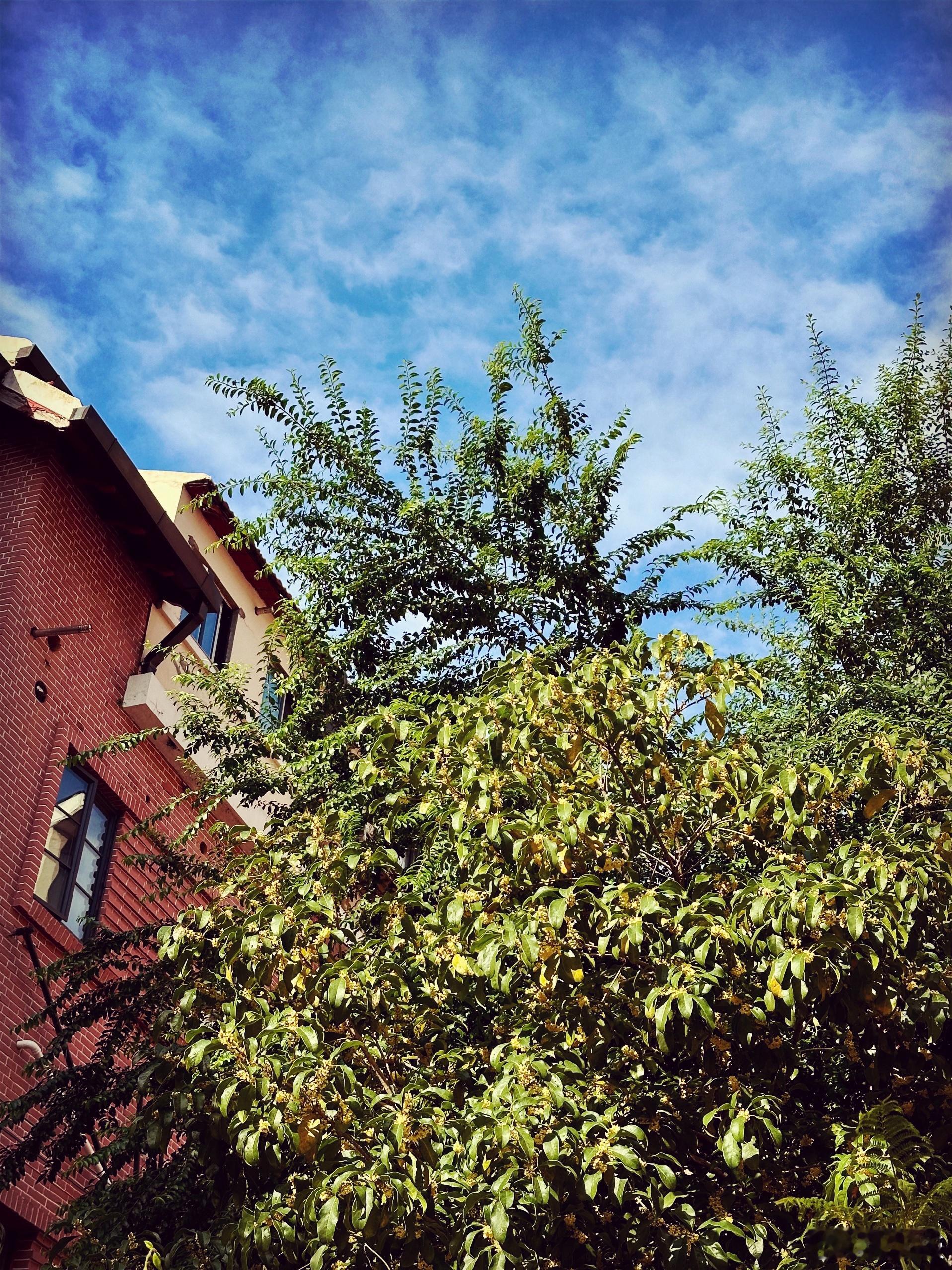 院子里的桂花树开得晚，但开得很密，幽香弥漫半条弄堂。天凉了终于睡得好。早晨觉得胃