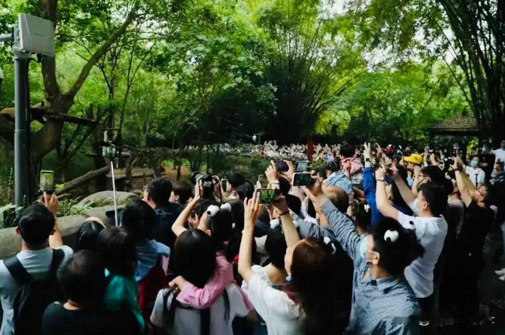 来成都看大熊猫和三星堆要注意：门票已经约满啦。国庆7天大假，今天才是第二天，成都