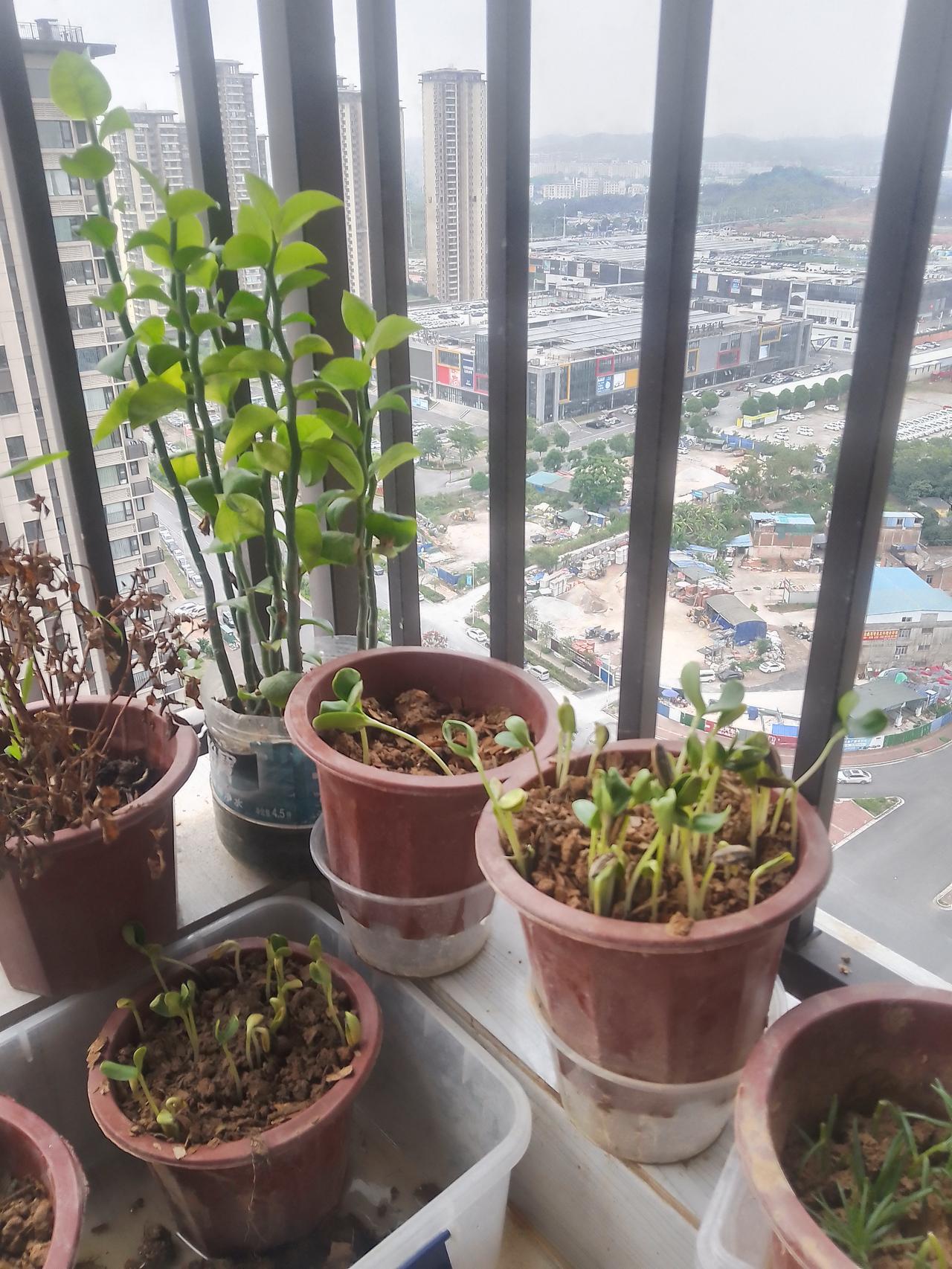 堂哥真是个大孝子！大伯虽然得了老年痴呆症，但是身体硬朗得很，精力非常的充沛！经常