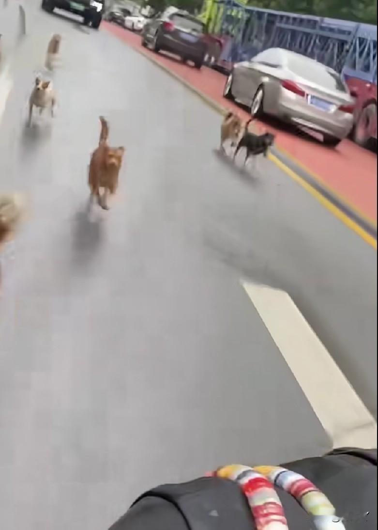 狗患也太猖狂了！在大马路上骑电动车被十多条狗狂追，这不得吓懵啊！

刚刚刷到一条