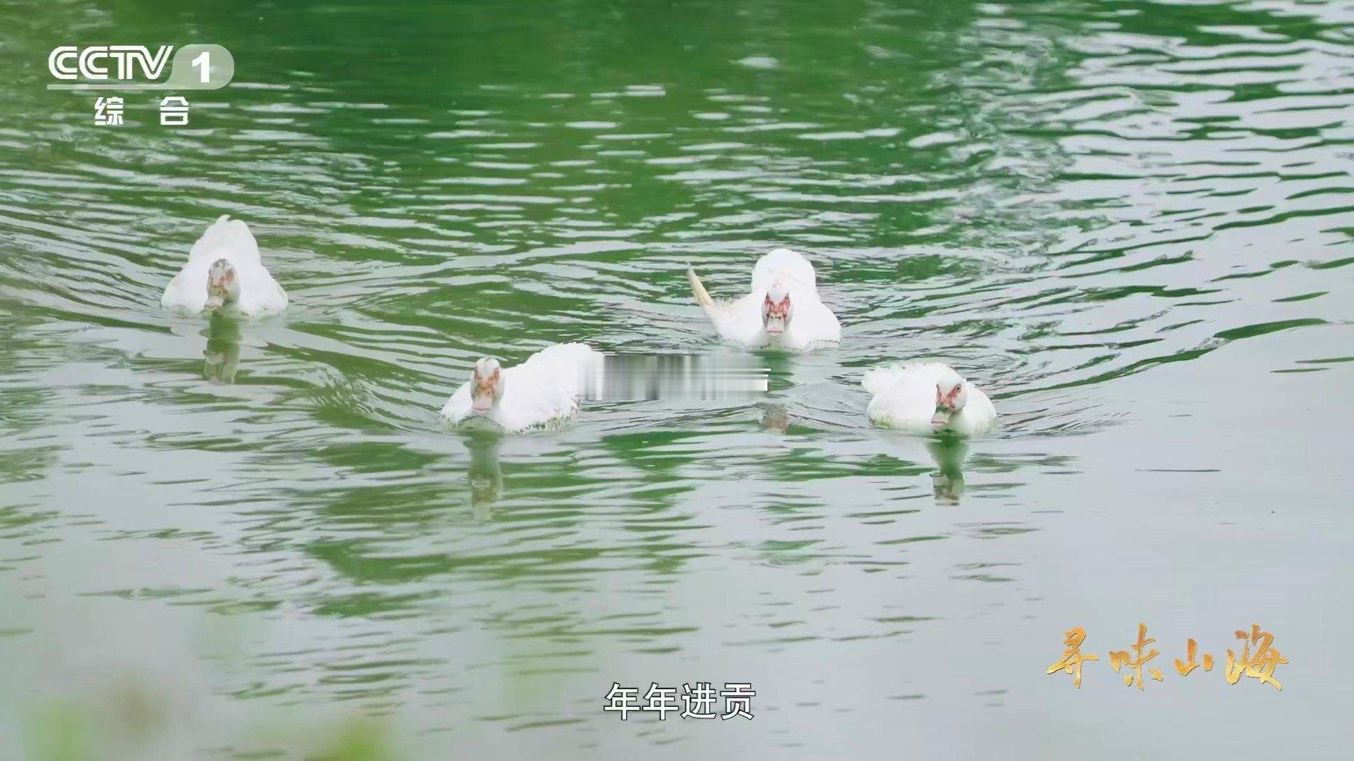 湖北这种鸭子的肉质能比肩牛肉 山水之间的味觉奇迹！阳新屯鸟在1002座岛屿怀抱中