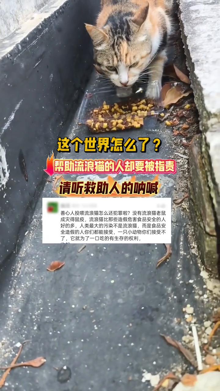 这个世界怎么了？帮助流浪猫的人却要被指责，请听救助人的呐喊。
善心人投喂流浪猫怎