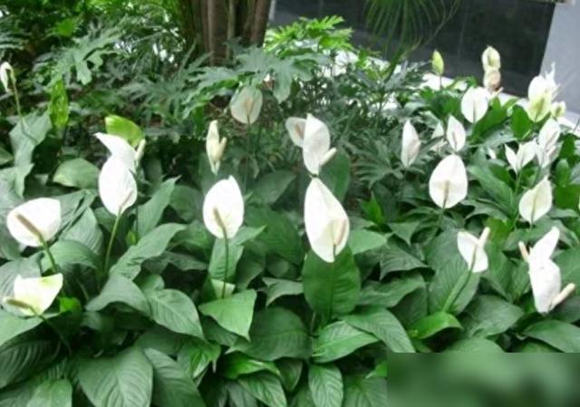 白掌黄叶真能愁死养花人！最近刷到好多花友说家里的“一帆风顺”叶子黄得发焦，有的是