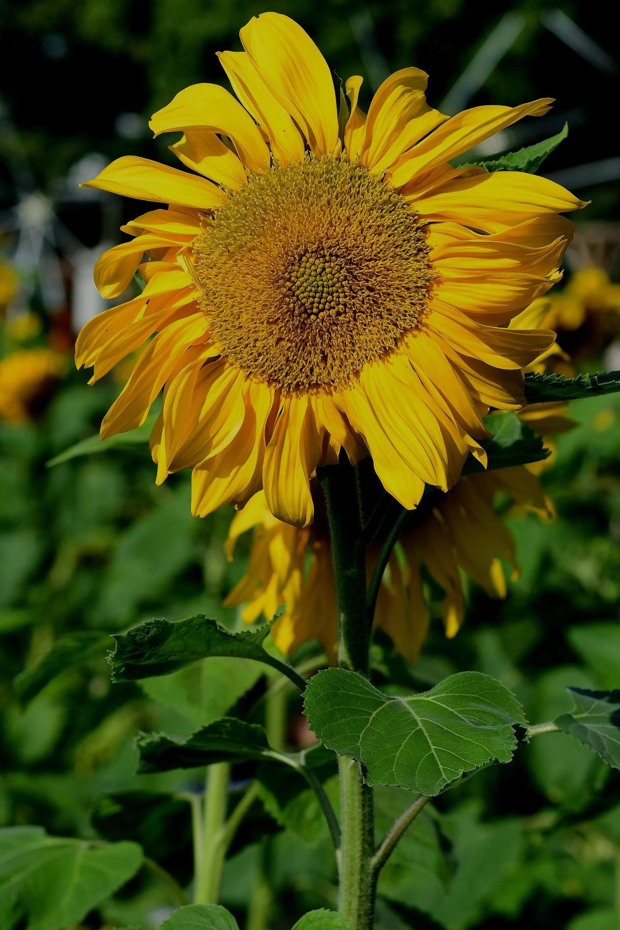 阳光下的向日葵，绽放出灿烂的笑容！🌻🌞公园随拍向日葵 向日葵开花🌼 随手拍