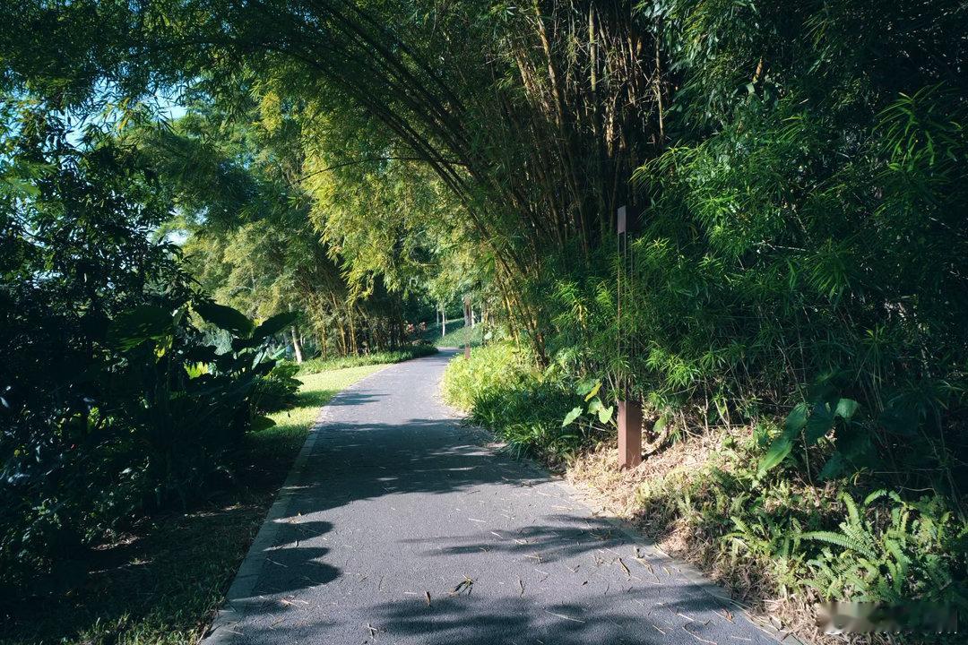 早安每一天，继续迎来夏日炎炎的清晨时光日常记录光影早安 松下S9 叙21 3.5