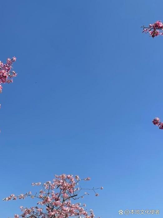 ✨探秘千年古庙｜南山古庙超全游玩指南

藏在城市角落的宝藏景点被我挖到啦！古庙香
