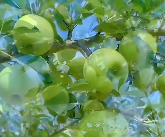 老式水果为什么消失了
 
有没有发现，小时候常吃的老式水果，现在几乎看不见了？