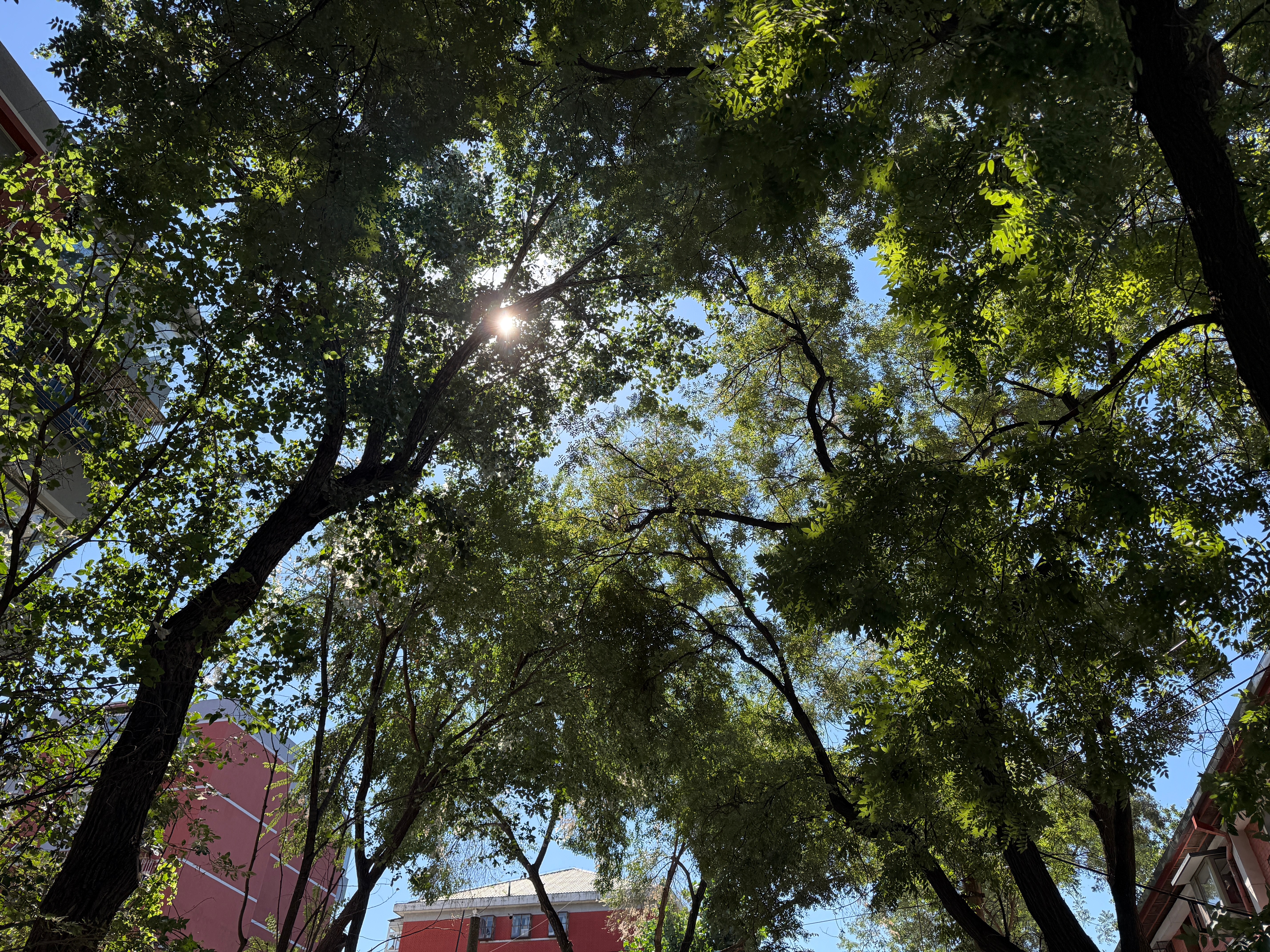 北京的秋天真美，明媚的就像我当年来北京的那个秋天，开学的熙熙攘攘还历历在目。只是