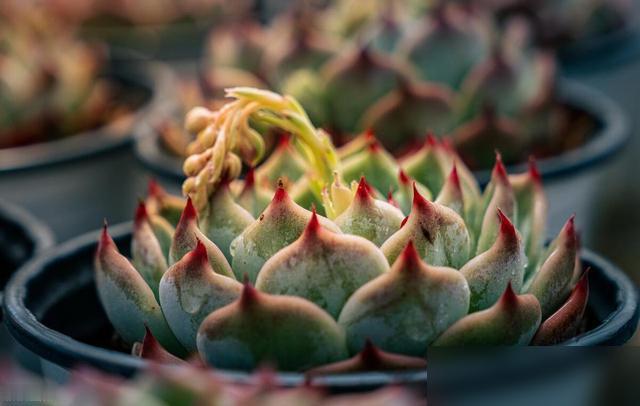 谁懂啊家人们！养了三个月的多肉全烂根，今天才发现是盆用错了！

最近好多花友说“