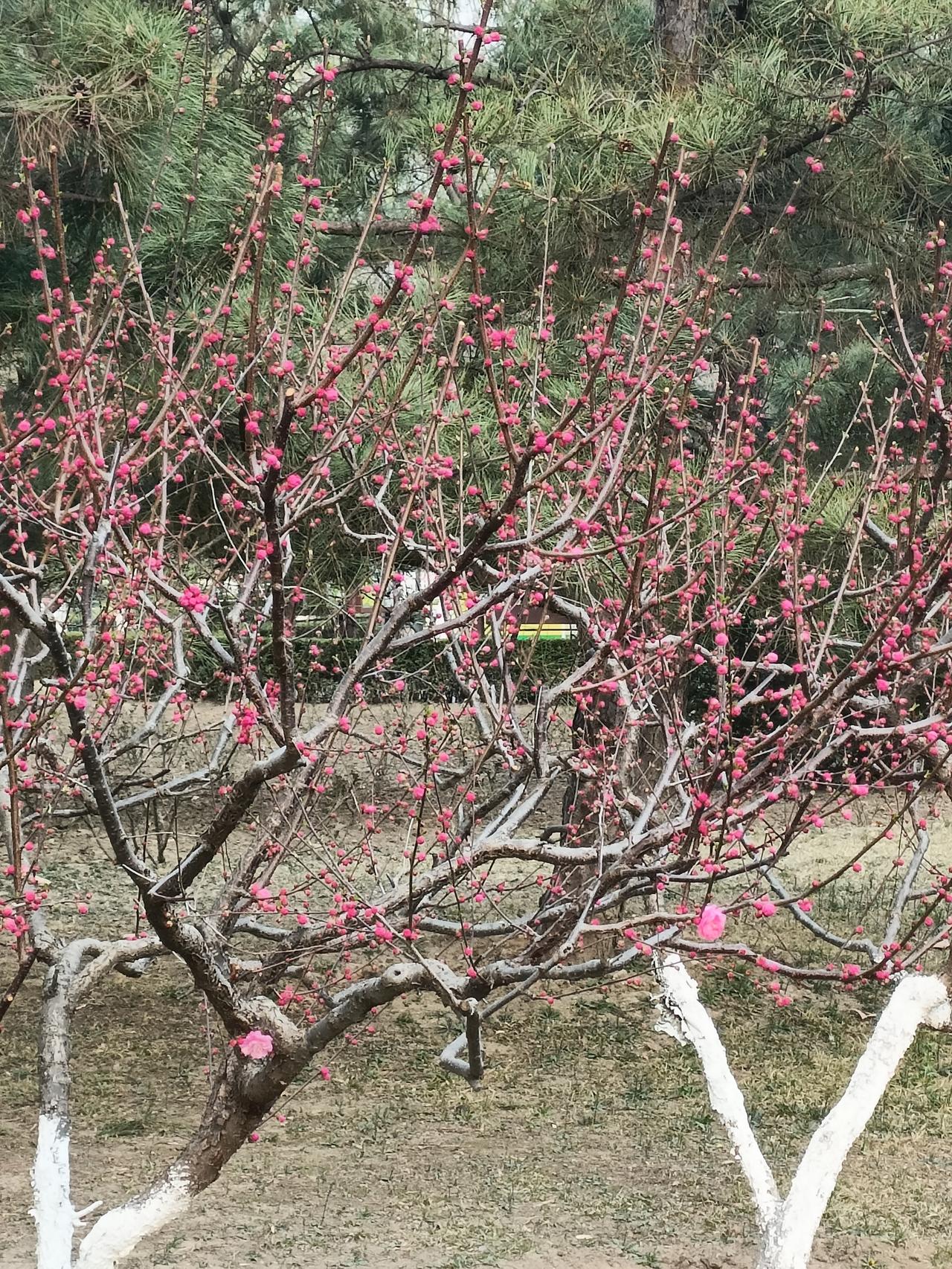 小花正在爭先竞开，夏季就要到了