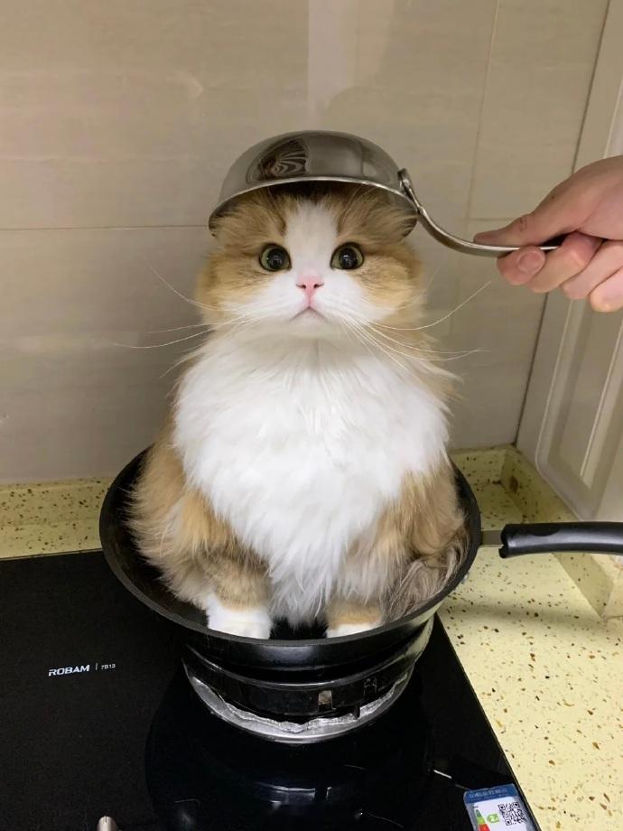 太好了，今天中午吃猫饭！ ​​​