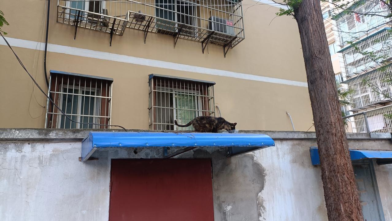 口炎猫这两天一直趴在车棚顶上，吃了拌药的罐头后状态好了些，然后我发现有人开始往垃