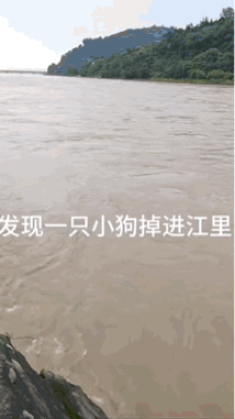 一只小狗不知为何掉到了江岸下，还好岸边有一棵小树支撑着他，在好心人的帮助下，他终