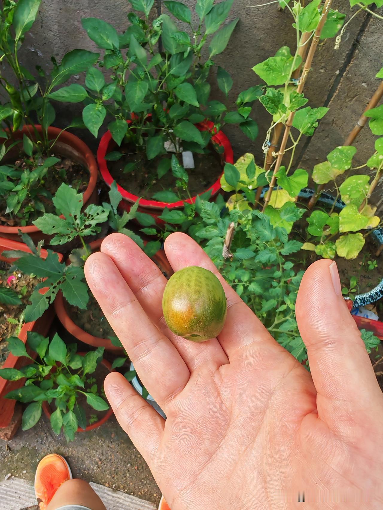 花盆小菜园里的小柿子，在我每天的期盼、凝视中，终于要开始变红了。

今早运动结束