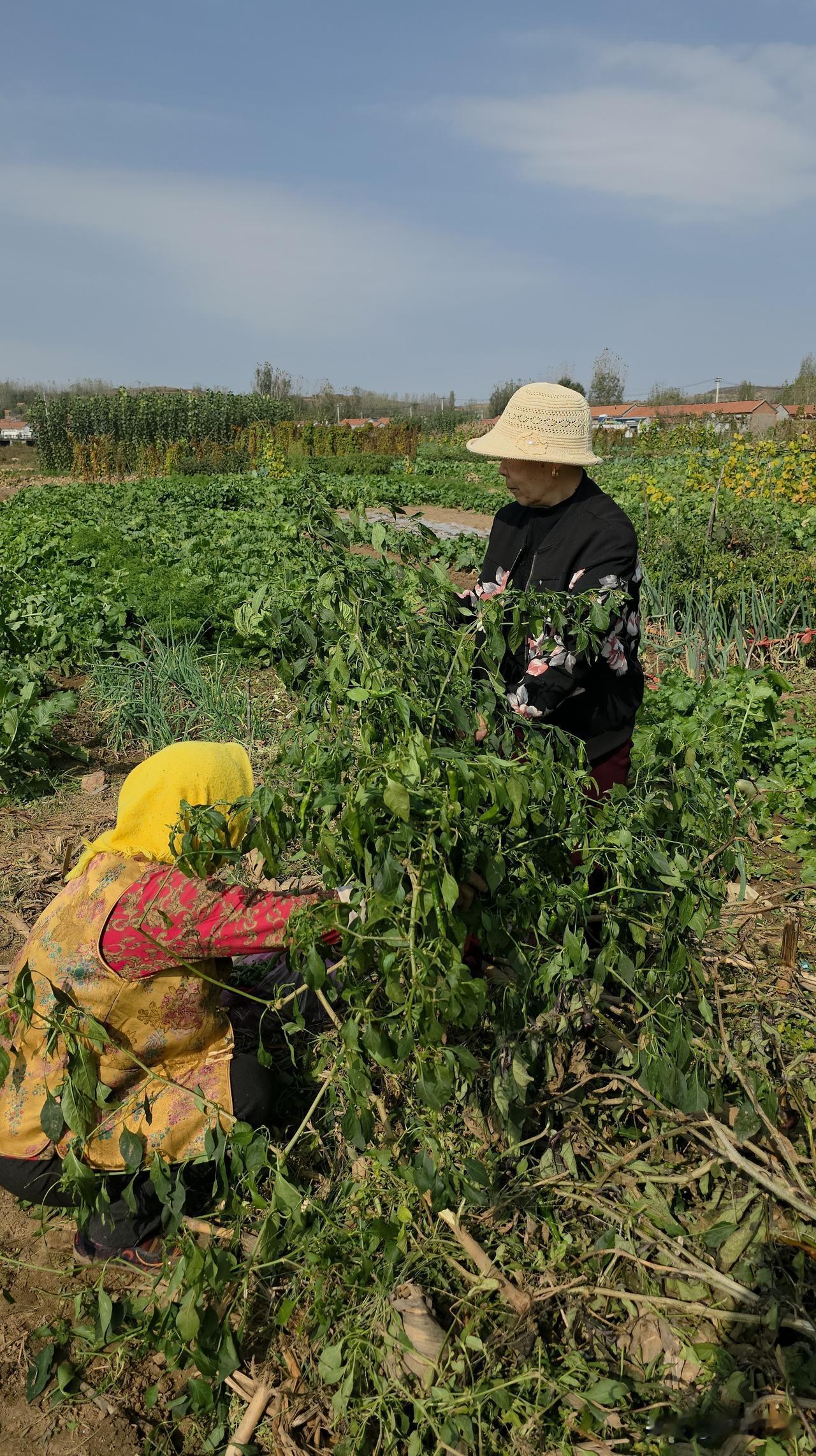 今天上午，二嫂把菜园里辣椒棵连根拔起了……

其实辣椒还在生长。但为了倒茬子，腾