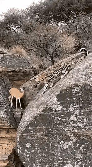 山羊凭着过硬的爬山本领战胜了猎豹，猎豹要在这种地势上抓一只山羊非常的难啊！