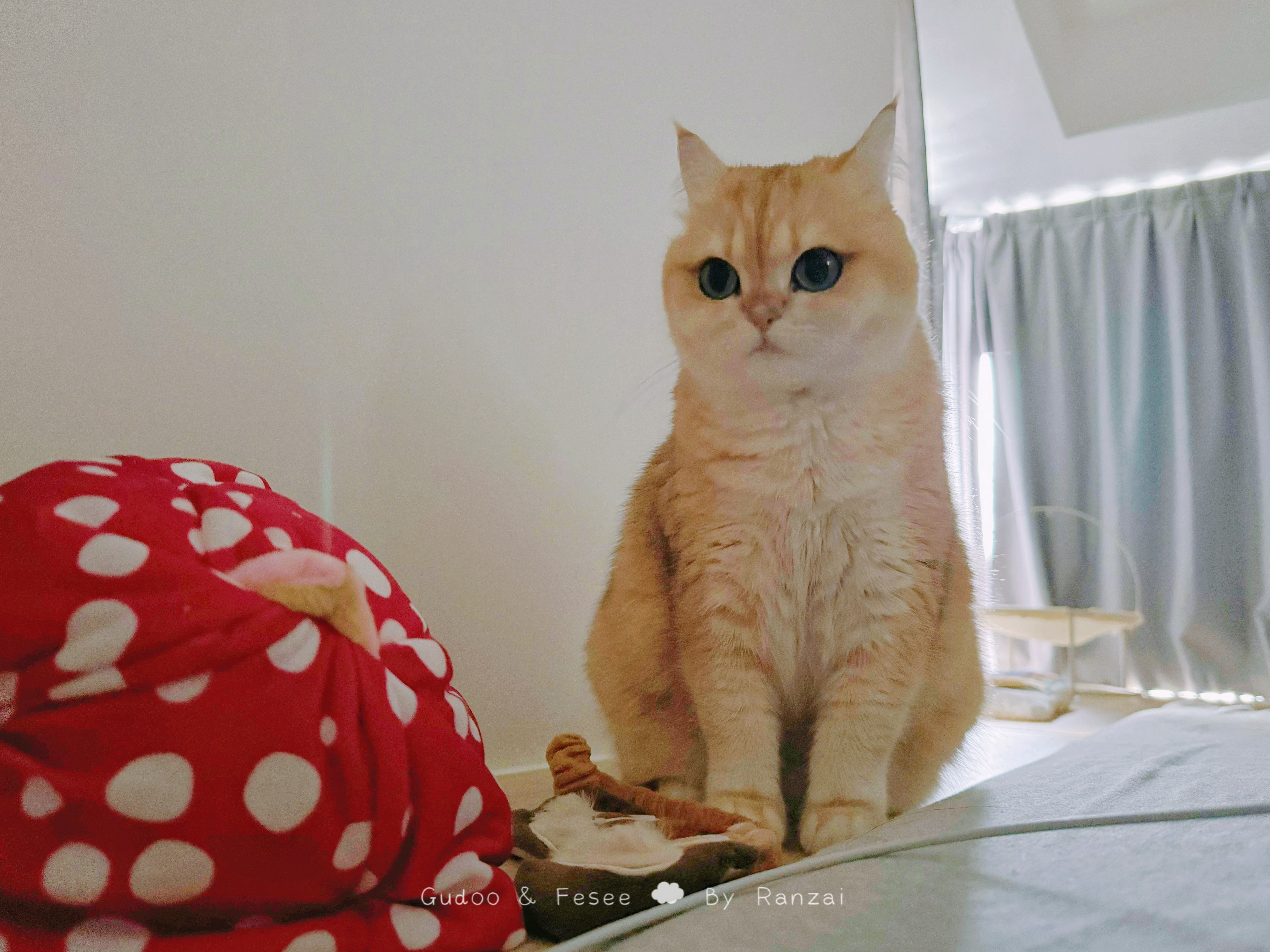 小猫咪是有一些特殊技能在身上的，这么大个床，总能找到最黏毛的地方躺上去[顶]#菇