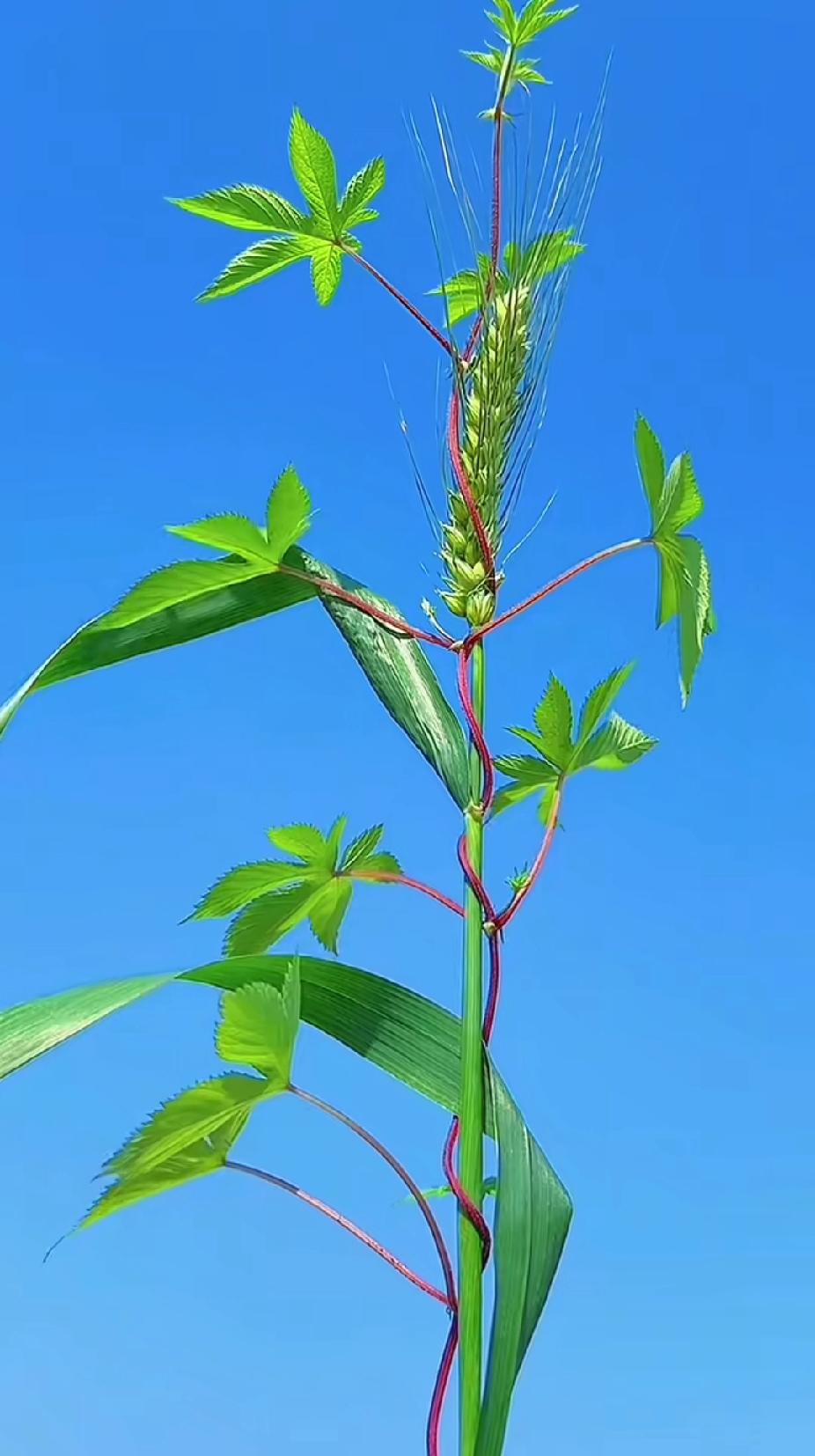 别被“躺平”骗了！年轻人，你可别踩这个坑！
 
刷短视频的时候，你是不是也刷到过