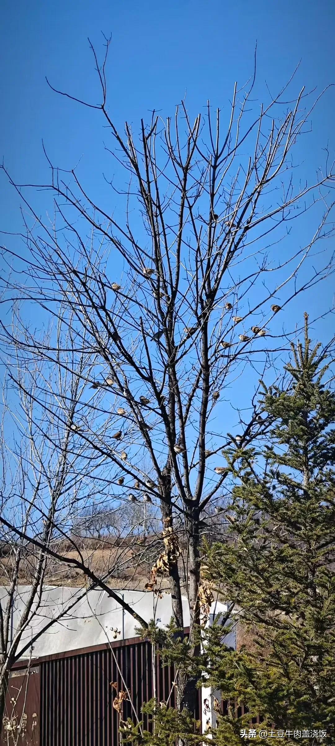 今年东北的天气感觉和以前不一样，往年进入11月份时候就几乎没有零上的时候了，看了